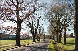 Avenue of Trees 2008