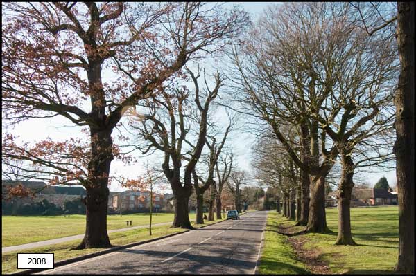 Avenue of Trees 2008