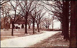 Avenue of Trees 1907