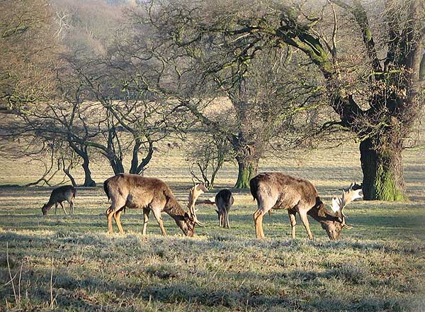 Deer Sanctuary