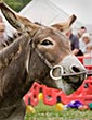 Donkey Derby 2011