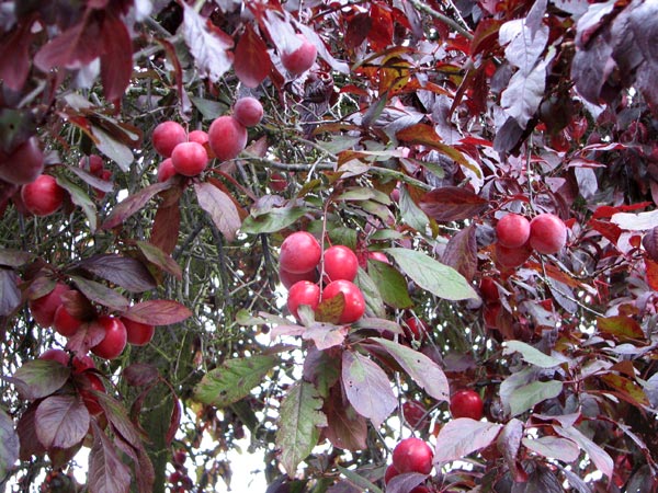 Theydon Plum Tree