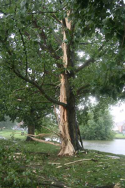 Lightning Tree