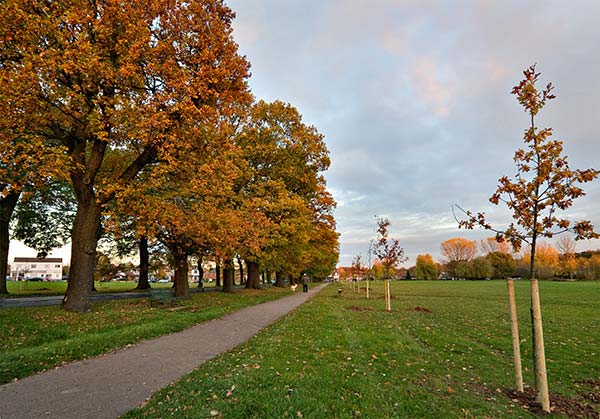 New Avenue of Oaks
