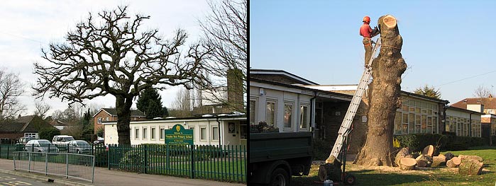 Primary School Condemed Oak Tree