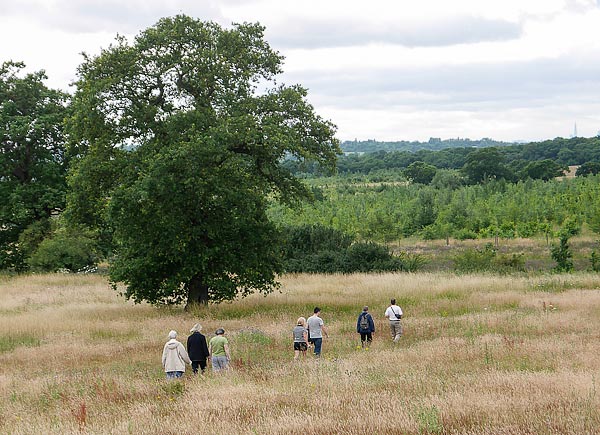 Theydon Bois Wood Walk 2015