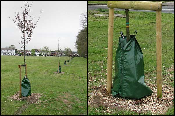 Tree Irrigation on Green