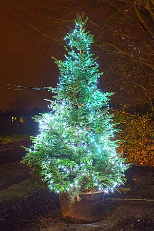 Theydon Bois Xmas tree